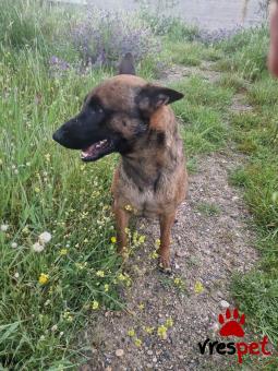 Ράτσα: Βελγικός Ποιμενικός Μαλινουά - Belgian Malinois | Ηλικία: 3 ετών | Φύλο: Αρσενικό | Αρ. Microchip: 963002100108565 | Περιοχή: Παιανία, Αττική